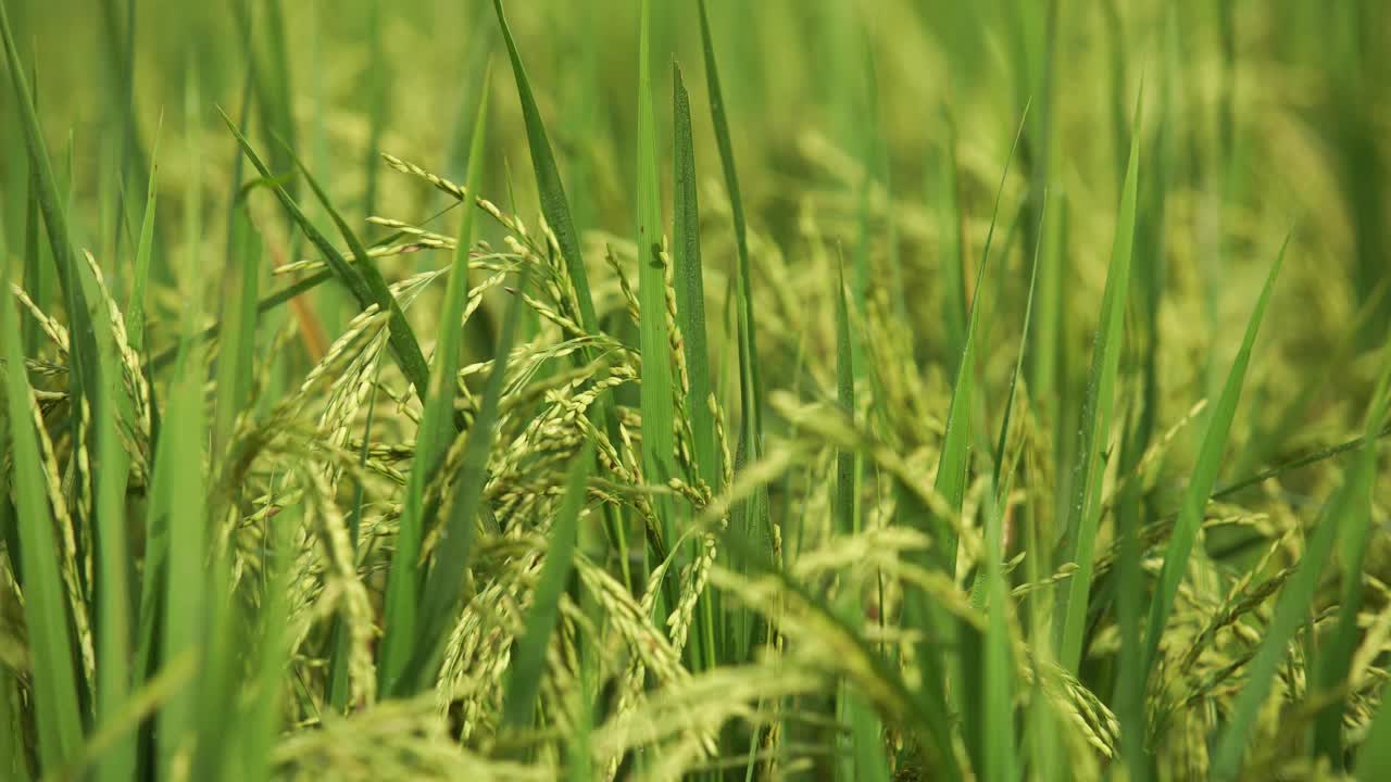 쌀은 많은 아시아 국가에서 주식입니다.