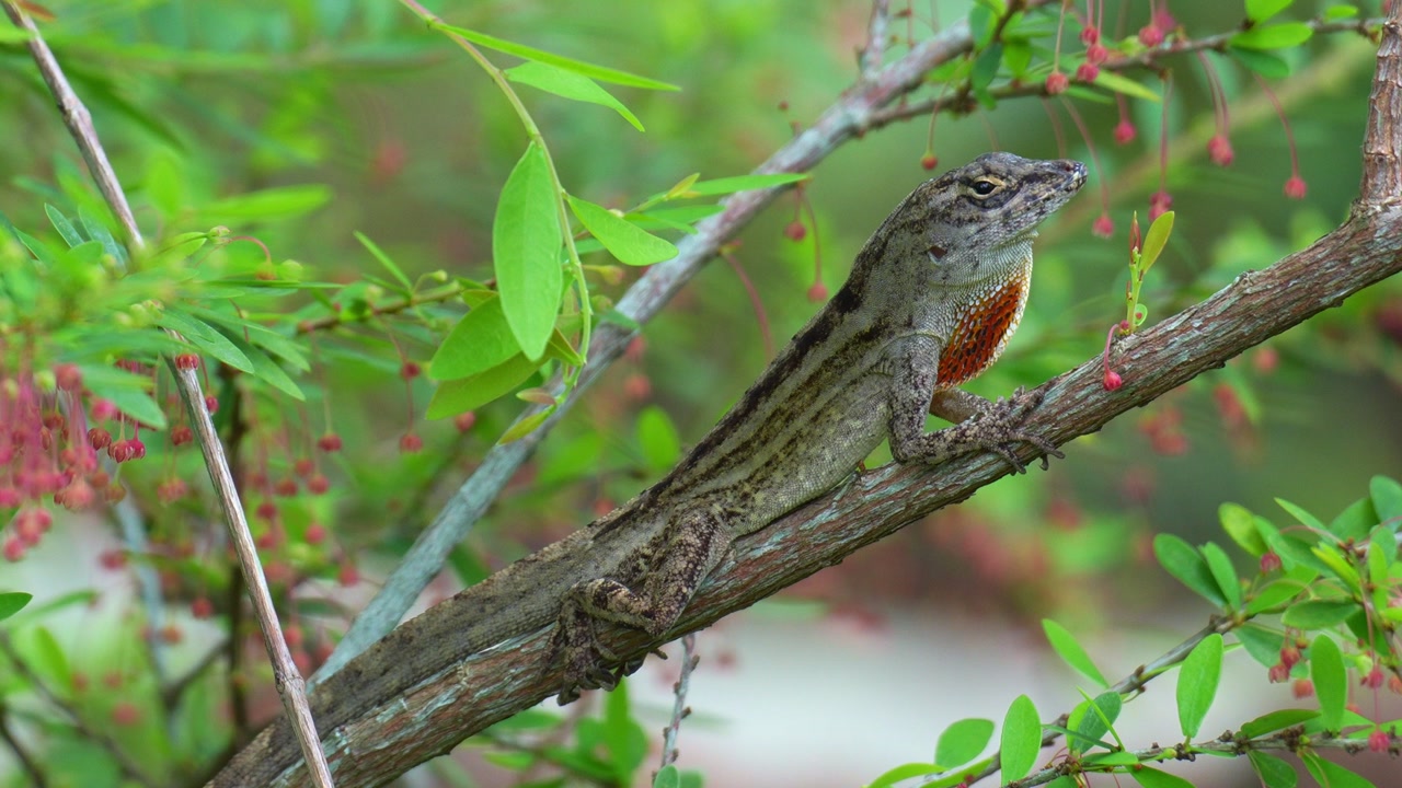 A male Brown Anole (Anolis sagrei) displays its vibrant orange and red dewlap, close up shot.