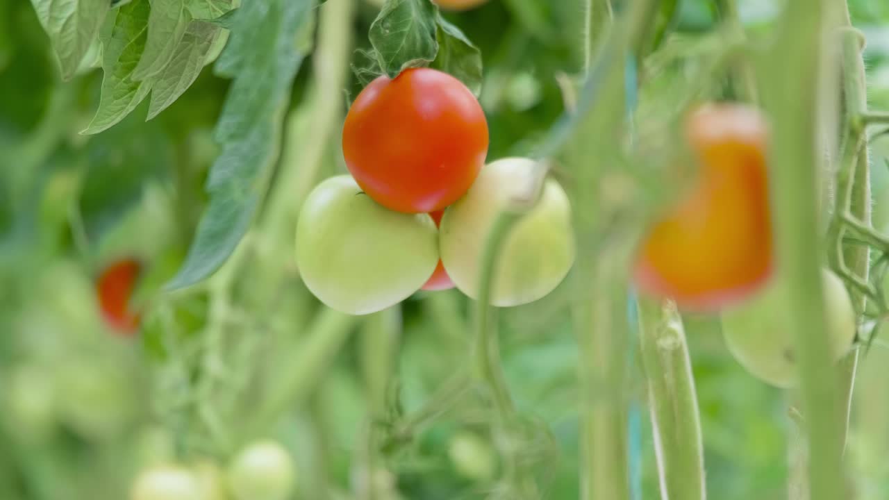 온실에서 숙성 토마토의 무리
