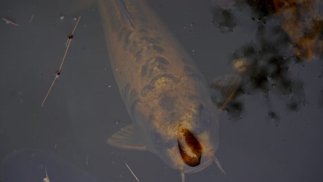 Yellow-Ghost-Koi-Fish-Swim-Slowly-Under-Water-Surface,-Overhead-Closeup