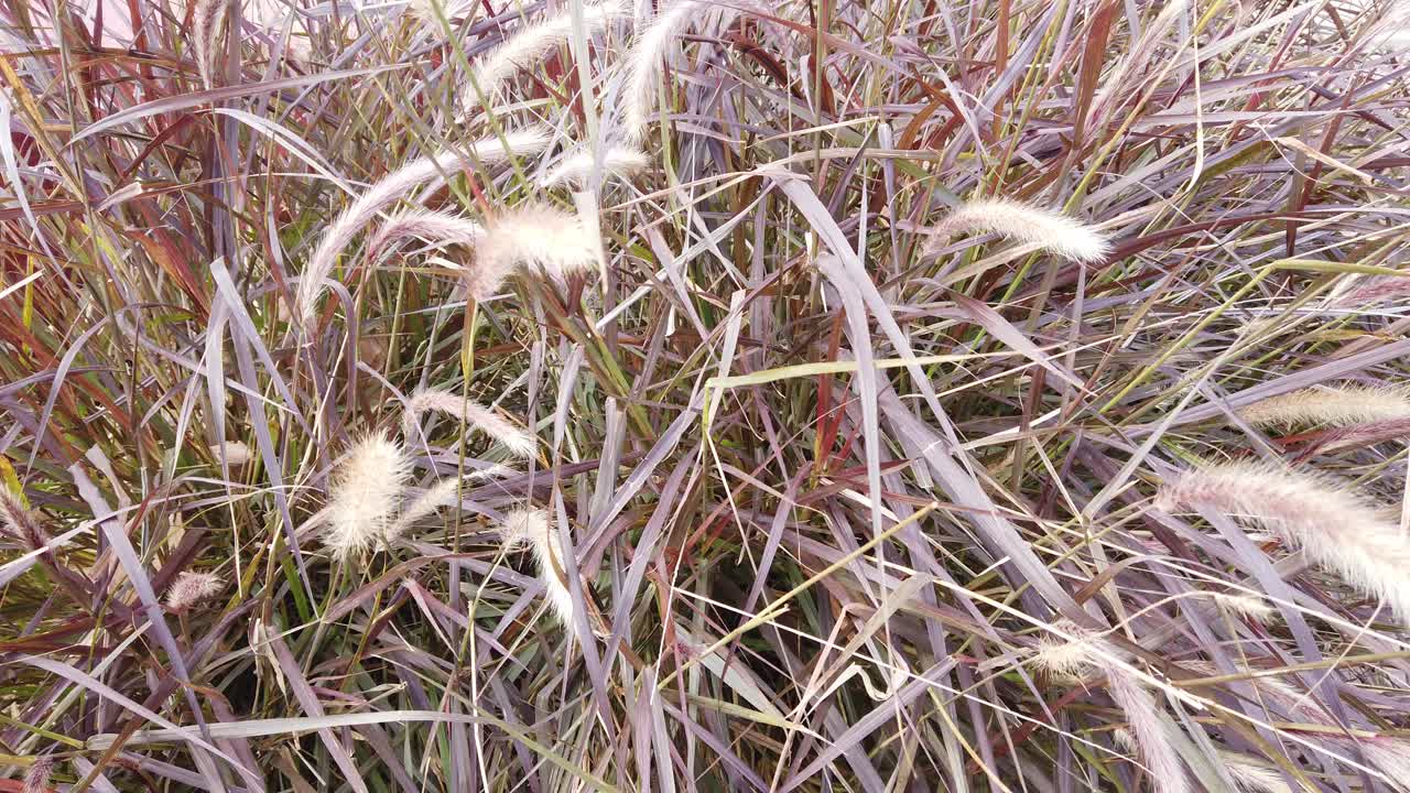 Close-up of Red and Purple Ornamental Grass with White Seed Heads