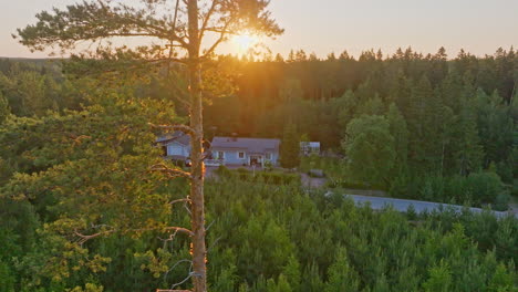 aerial tracking shot revealing a eco house, behind a spruce tree, summer sunrise