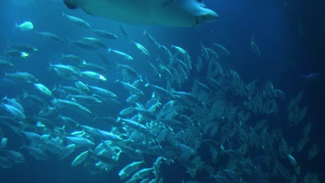 a shark swims amidst a dense school of fish.