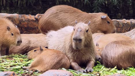 capybaras in a group