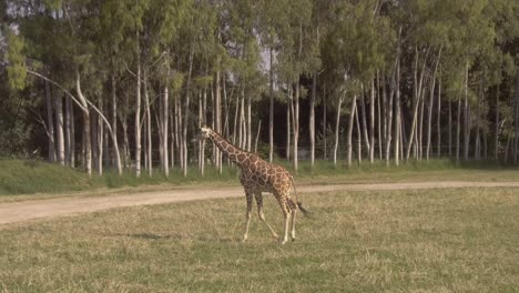 single giraffe walking across green lawn in zoo or nature park, long shot