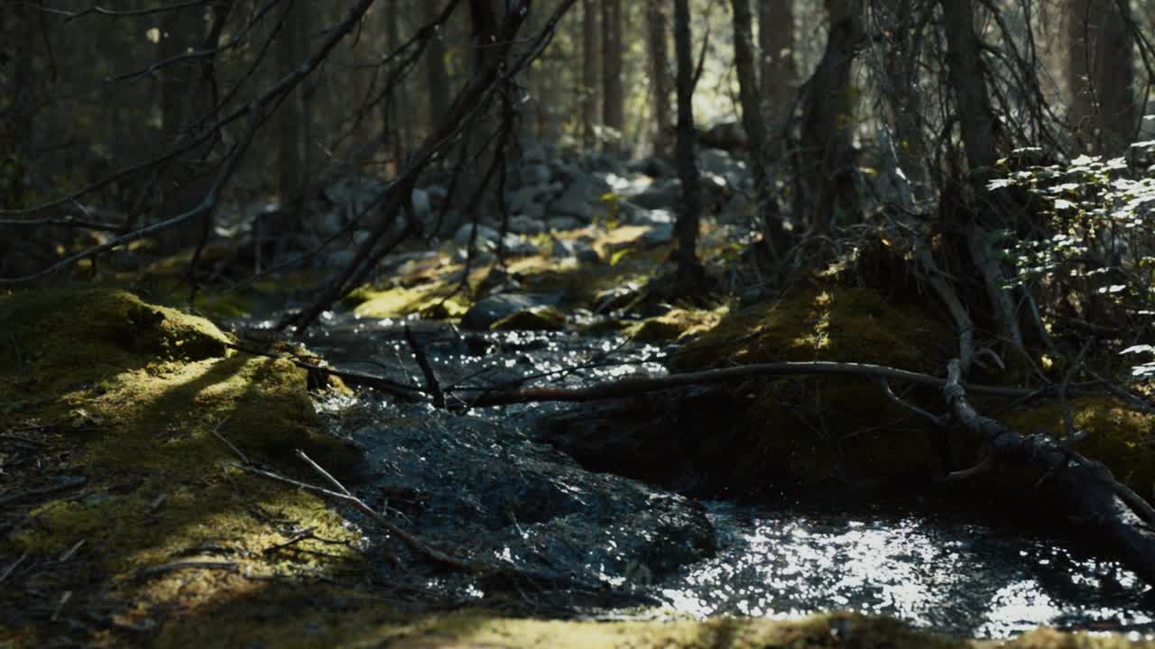 En lille bæk i Kananaskis, Alberta, Canada
