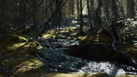 a small creek in kananaskis alberta canada