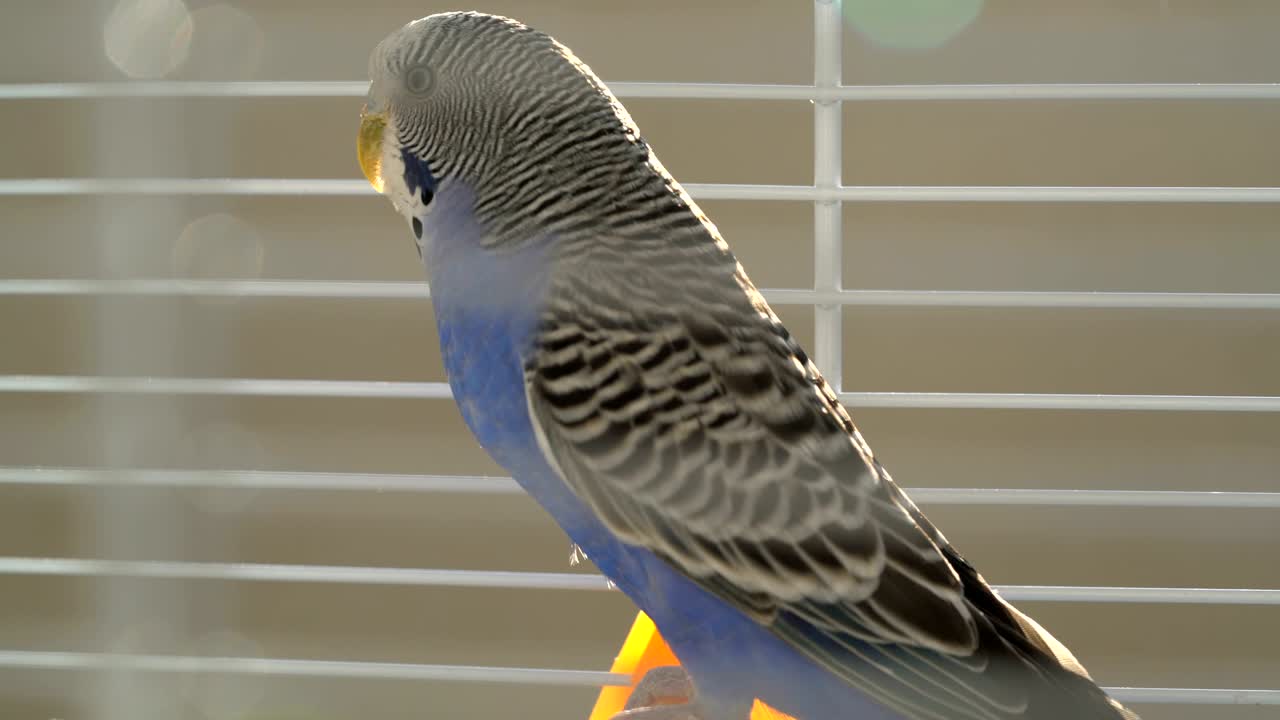 케이지에 있는 파란 버지거