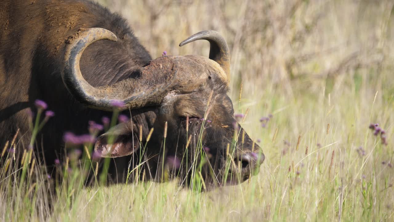 초원 사바나에서 방목하는 뿔이 있는 아프리카 케이프 버팔로, 근접 촬영 초상화