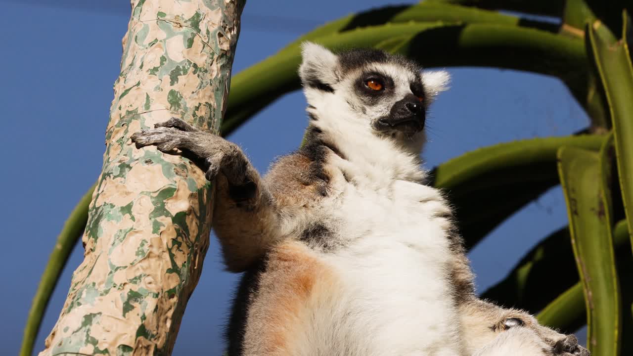 un lémur trepando a un árbol en el zoológico de melbourne