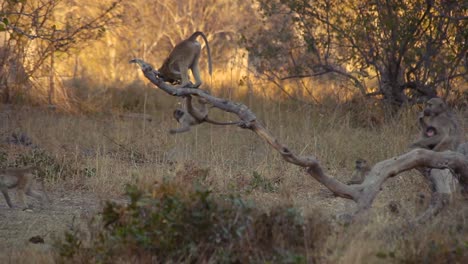 Young-Yellow-Baboons-playing-in-wilderness