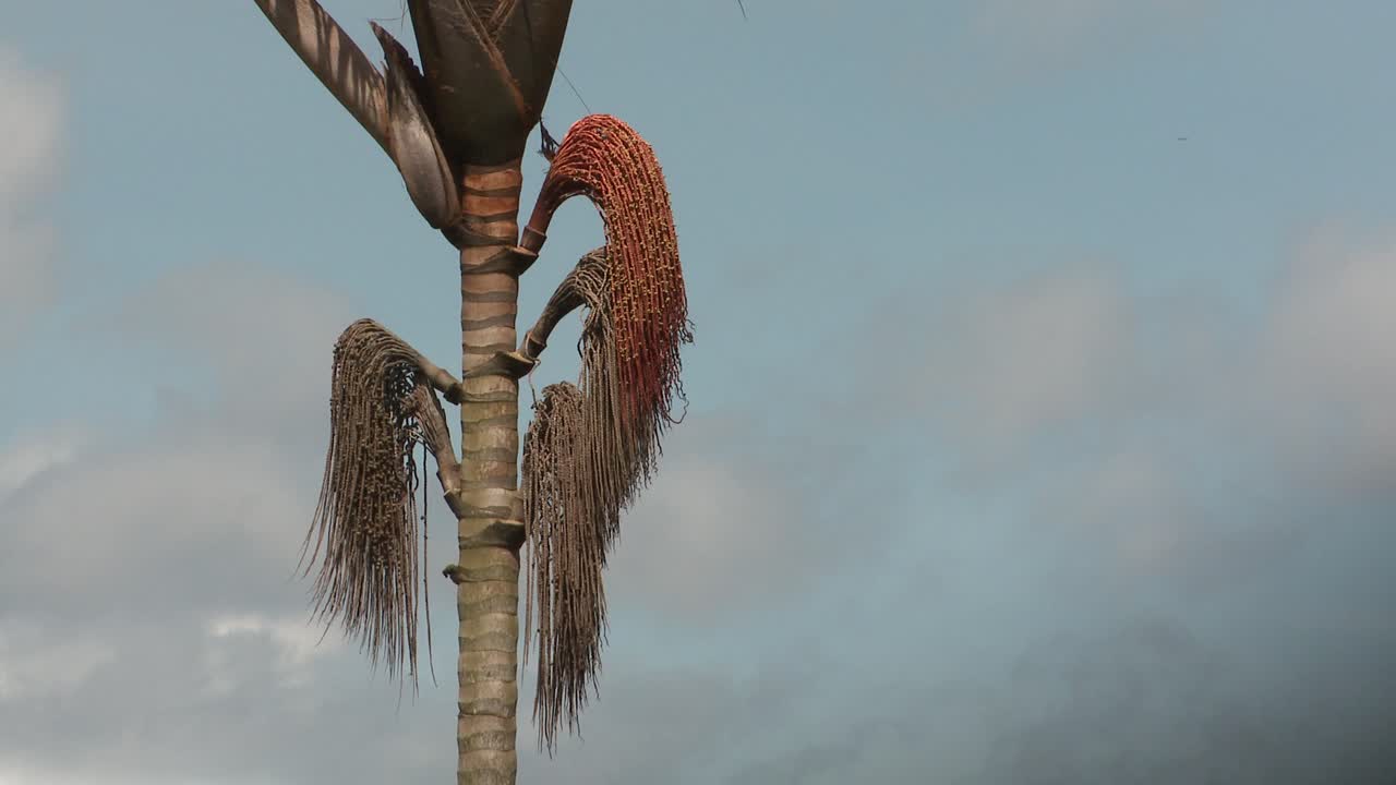 매달린 과일에서 부리티 오일을 만드는 데 사용되는 모리체 야자나무