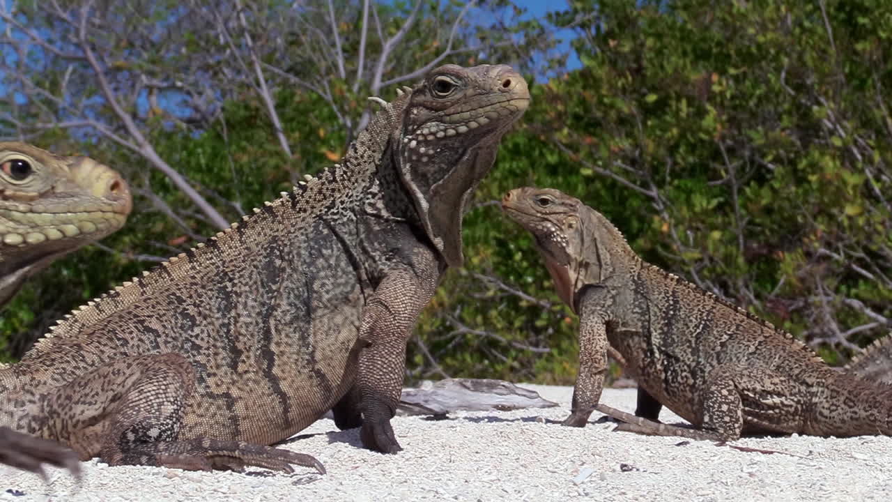 하얀 모래 해변에서 이구아나의 훌륭한 샷