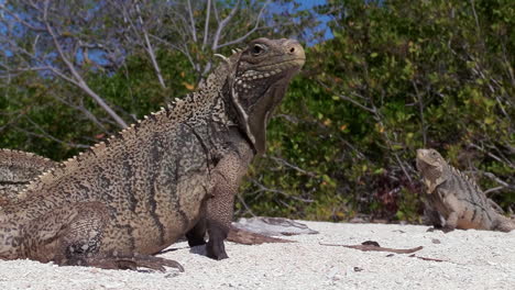 excelente toma de iguanas en una playa de arena blanca