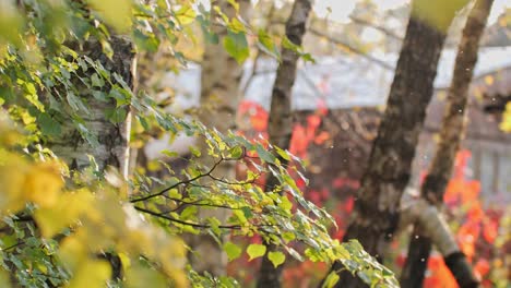 autumn view of a grove of birch trees with green leaves, red leaves in the background