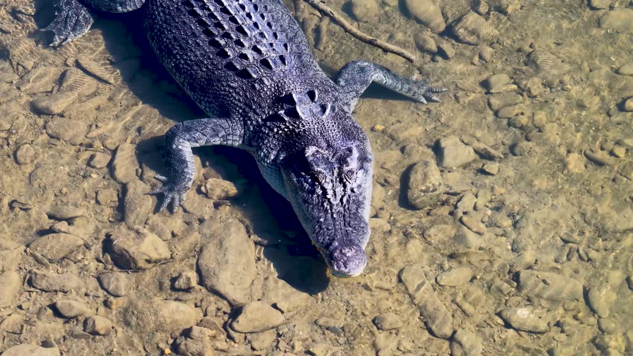 Drone captures a saltwater crocodile in clear water, highlighting its textured scales and natural habitat in Port Douglas, Australia