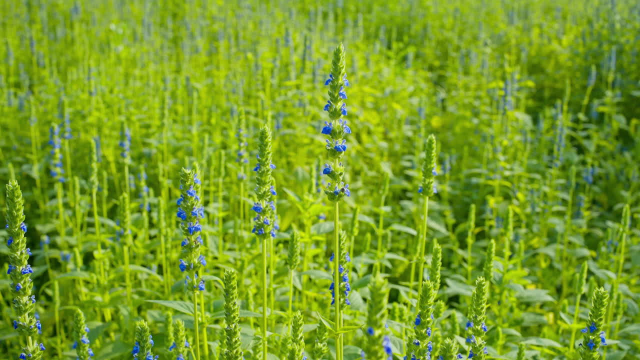 Field of vibrant blue flowers