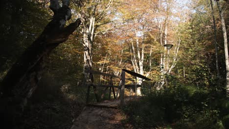 caminando hacia un puente en un camino en el bosque de otoño