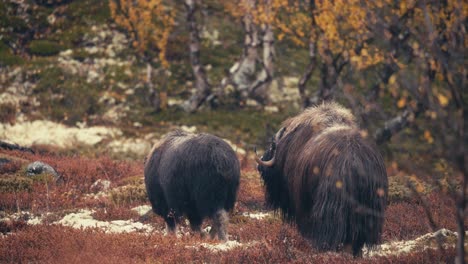 Buey-Almizclero-Con-Abrigo-Grueso-Caminando-En-La-Montaña-En-El-Parque-Nacional-Dovrefjell-sunndalsfjella-En-Noruega