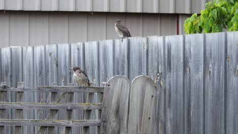 juvenile butcherbirds perched on wooden fence then a noisy miner lands on fence in garden daytime, maffra, gippsland, victoria, australia