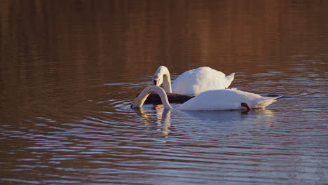 a cinematic look at swans mating at dawn in mesmerizing slow motion.