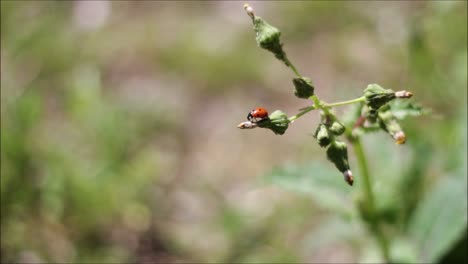 ladybug on flower