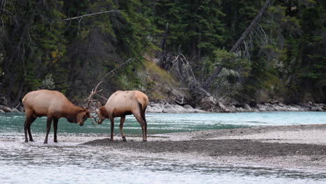 elk male bulls challenge and lock antlers during rutting season on stream's edge in scenic jasper, alberta