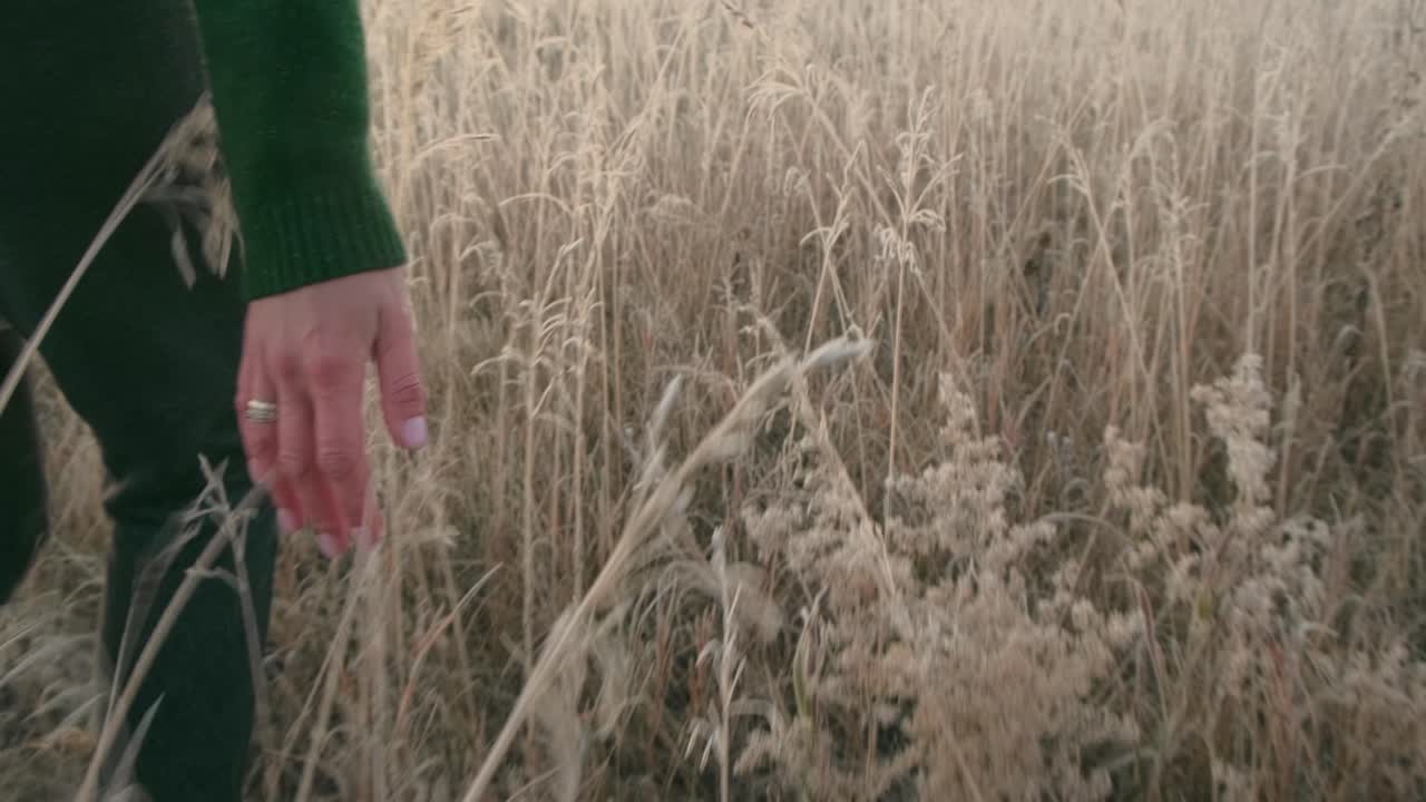 Woman walking through a field of golden grass at sunset