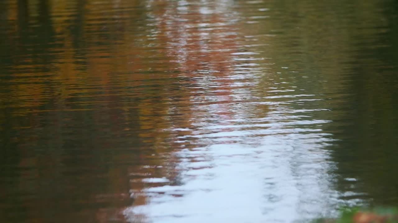 los colores de los árboles de otoño se reflejan en las ondas de agua
