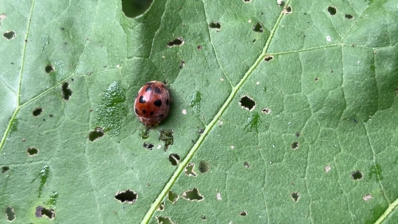 Ladybug Crawling on a Green Leaf with Insect Damage