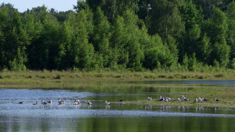 Flock-of-seagulls,-Yellow-legged-Gull-Larus-michahellis-Laridae,-resting,-eating-and-drinking-at-a-riverbank