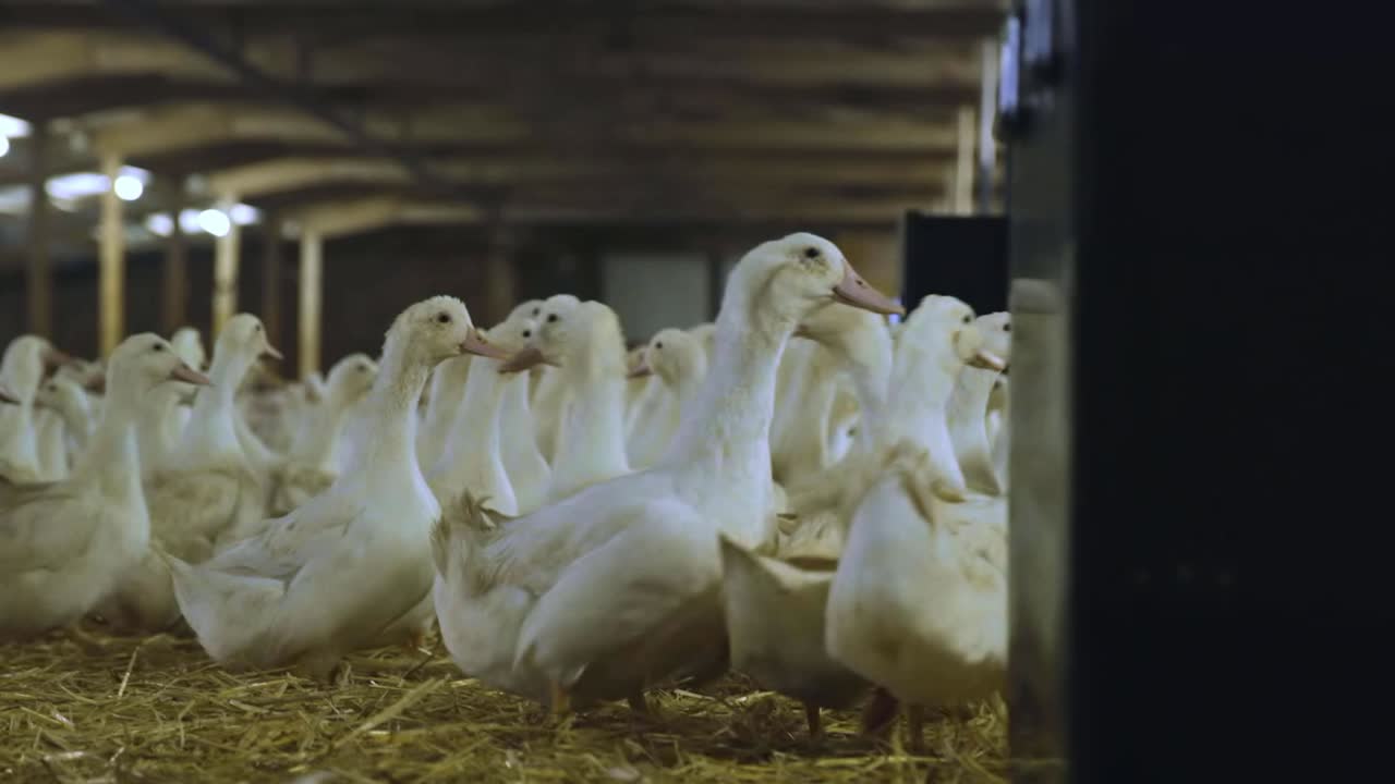 Inquadratura dal basso di anatre ovaiole riproduttrici bianche accanto a un grande contenitore di mangime in un allevamento al coperto