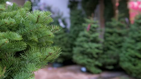 A close-up focus on Christmas pine trees for home decoration are seen for sale in Hong Kong