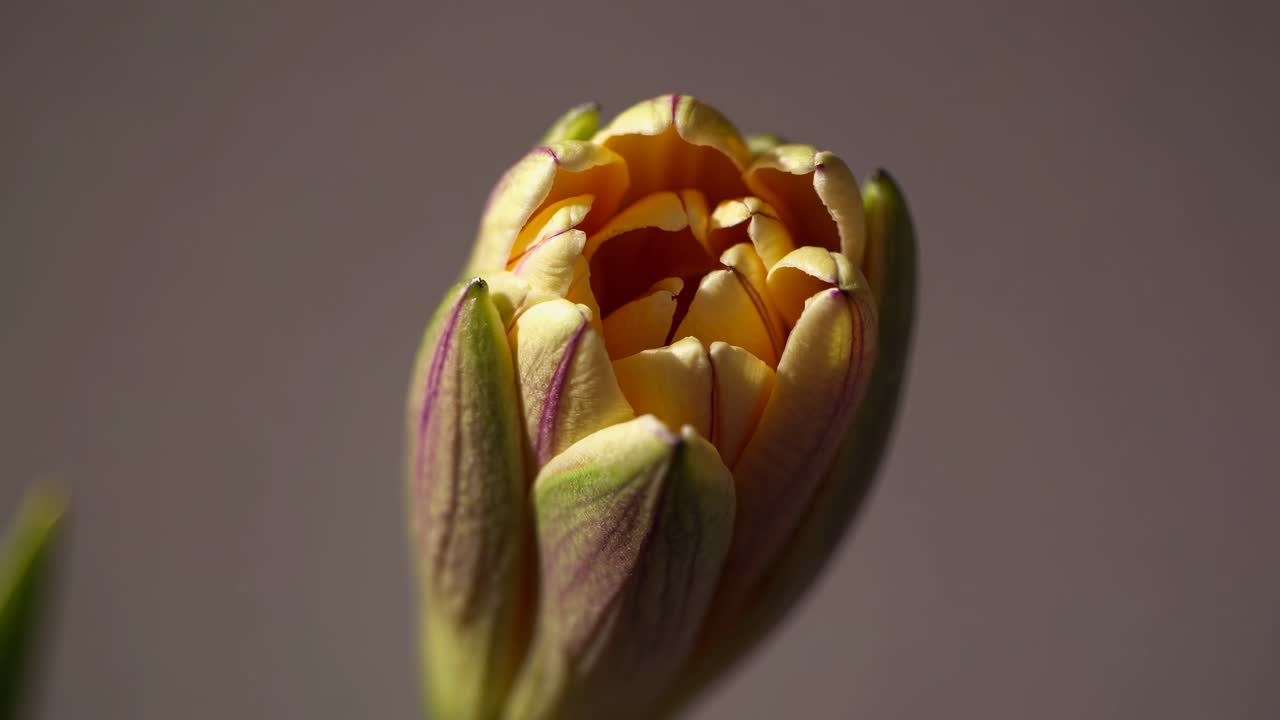 ソフトな背景に映える緑色の花のつぼみのクローズアップ動画で、複雑な質感を捉えています。