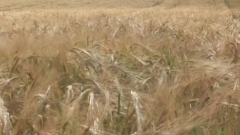 stock footage of a corn field