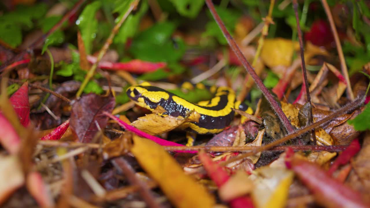 imágenes en cámara lenta de 4k de una salamandra negra y amarilla caminando en la naturaleza por la noche