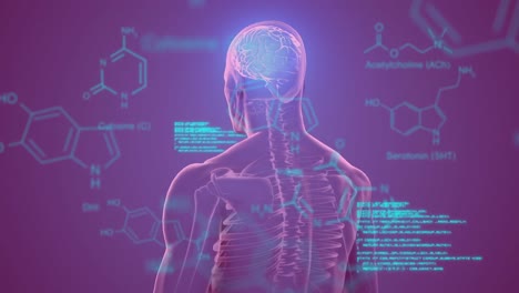 animación de fórmulas químicas y procesamiento de datos sobre el cuerpo humano en rotación