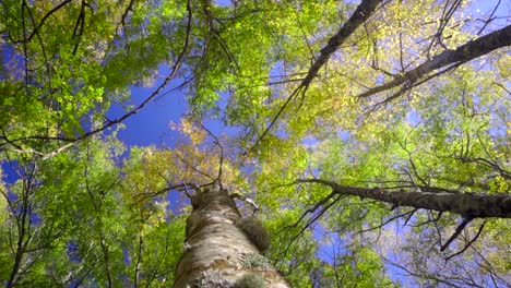 caminando en un bosque verde con pinos jóvenes y altos