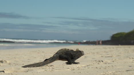 lone marine iguana walking across sand beach in the galapagos with blurred waves in background. low angle, tracking shot