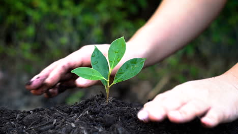 Kid hand growing, caring a young tree sprout.