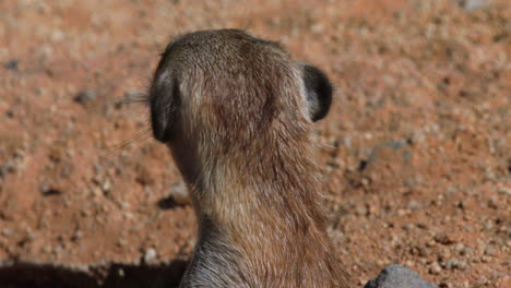 meerkat sniffs and moves head in various directions while another meerkat leaves the burrow, close-up shot