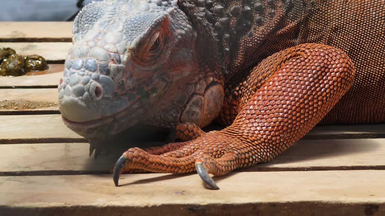 나무판 에 있는 이구아나 의 근접 사진