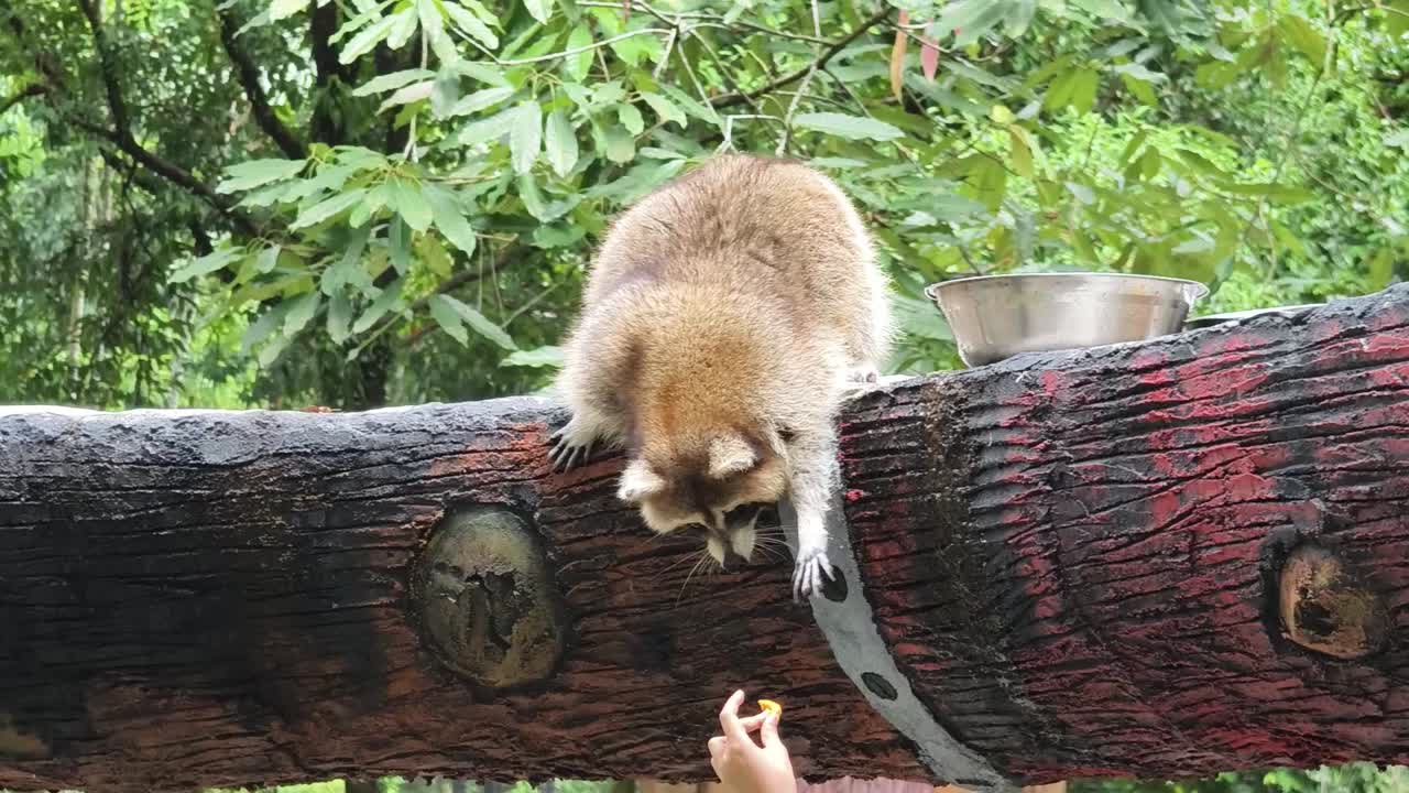 un mapaches en el zoológico siendo alimentado