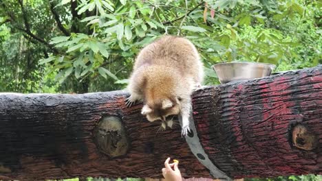 raccoon at the zoo being fed