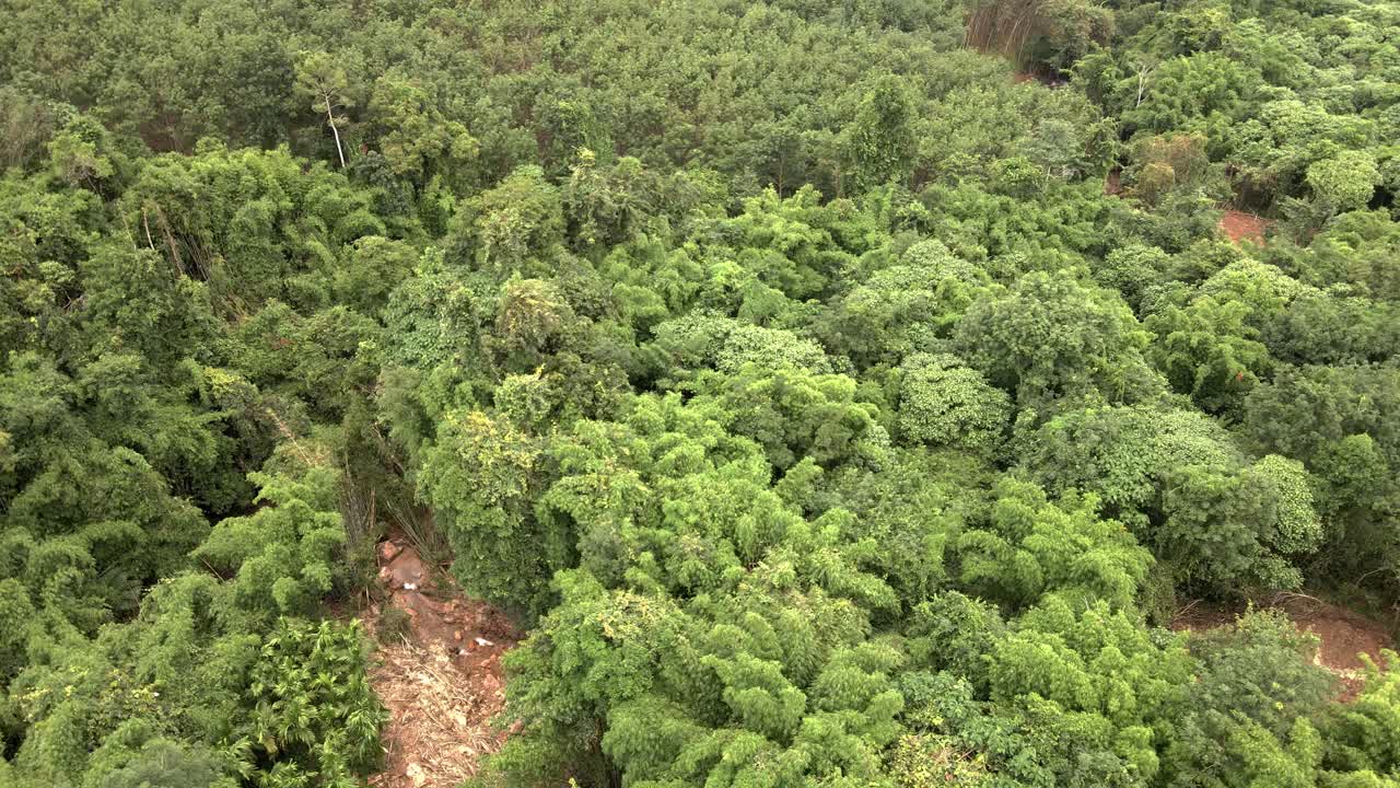 toma aérea descendente de un denso bosque de bambú en medio de una jungla