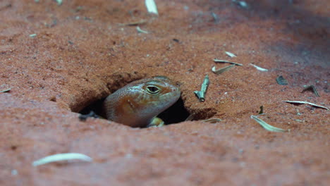 kishinoue's giant skink head on hole opening its eyes