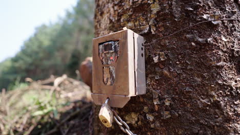 Close view of a camera trap for birds and animals on a tree.