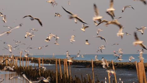 flying around in circles as they take food from people as the camera zooms out, seagulls flying around, thailand