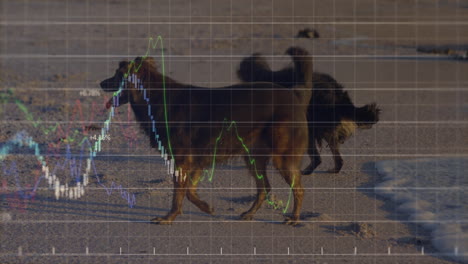 brown dog walking along sandy beach while transparent stock chart overlaying shoreline candlesticks