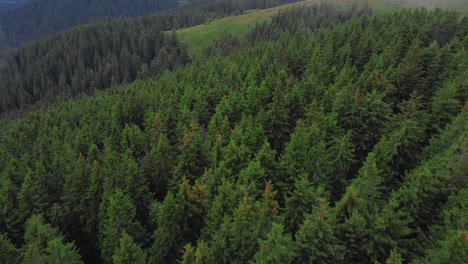 backward flying tilt-up drone shot of a coniferous forest in the mountains